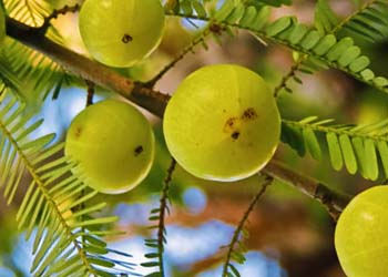 Amla ingredient image