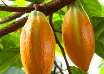 Theobroma cacao ingredient image